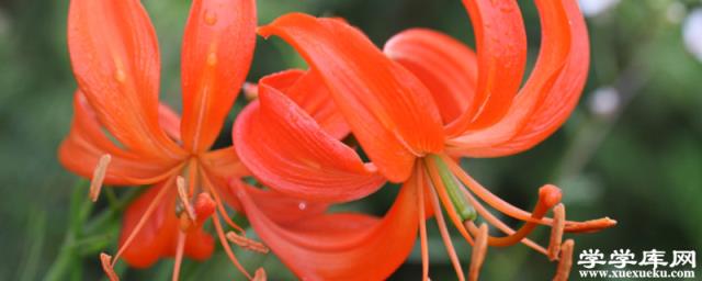 家庭怎么養山丹花