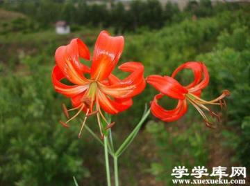 山丹花開花 山丹花開花