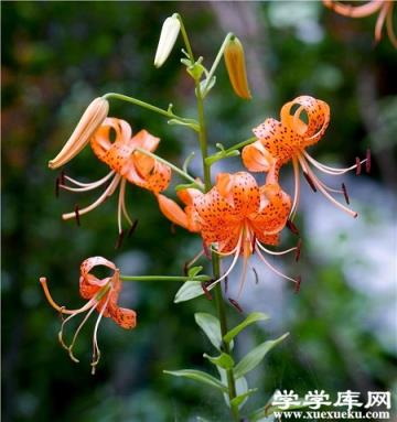 好看的山丹花 好看的山丹花