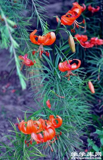 喜慶洋洋的山丹花 喜慶洋洋的山丹花