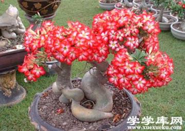 沙漠玫瑰 沙漠玫瑰