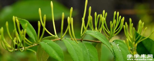 盆栽金銀花的種植方法，時間和種植條件