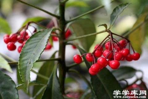 朱砂根（富貴籽）葉子干焦下垂什么原因