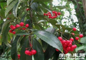 朱砂根葉子干焦下垂的原因 朱砂根葉子干焦下垂的原因