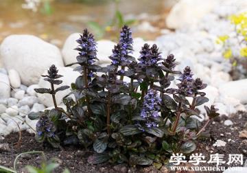 種植的環境 種植的環境