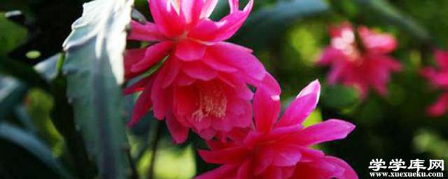 怎么使令箭荷花多開花