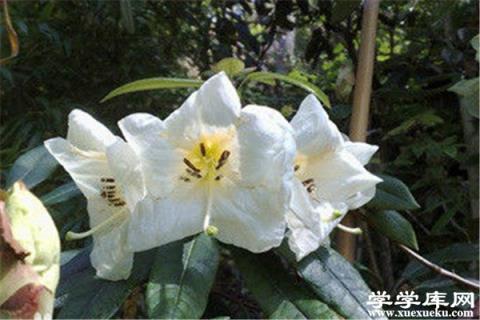 百合花杜鵑的繁殖方式