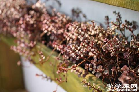 小球玫瑰怎么養爆盆