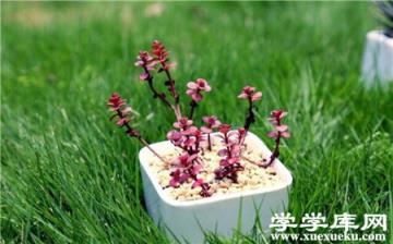 小球玫瑰容易爆盆嗎？