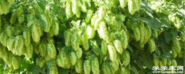 啤酒花和啤酒膏的區別