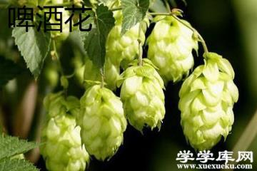 啤酒花 啤酒花