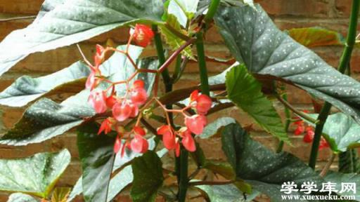 星點秋海棠長什么樣