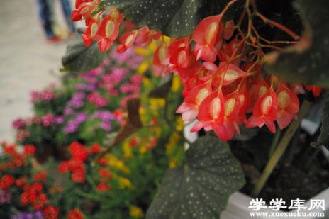 星點秋海棠是什么