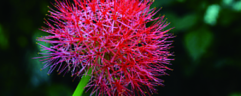 網球花盆栽怎么養