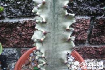 大戟閣錦 大戟閣錦