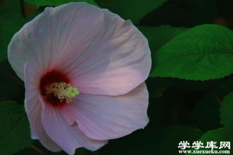 芙蓉葵播種有妙招，簡單好活，一起來試試！