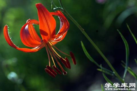 山丹丹花的功效與作用