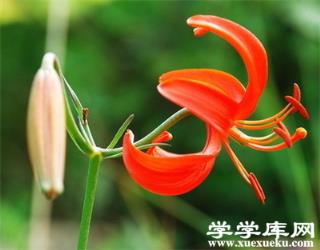 山丹丹花的藥用價值 山丹丹花的藥用價值