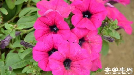 矮牽牛葉子發黃怎么辦 黃葉枯萎的原因及補救辦法