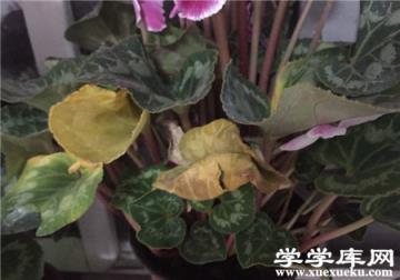 仙客來葉子發黃并且干枯 仙客來葉子發黃并且干枯