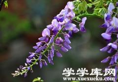 紫色的葛花 紫色的葛花