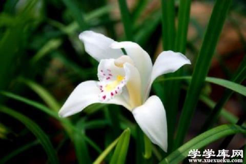 獨占春的病蟲害及其防治方法