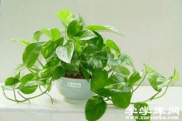 植物