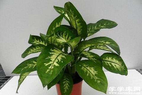 萬年青怎么澆水