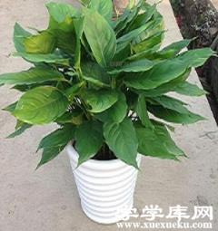 盆栽萬年青 盆栽萬年青