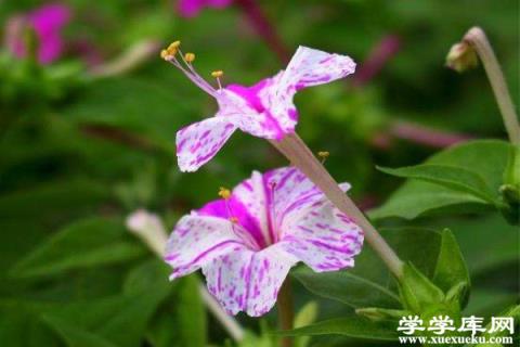 紫茉莉和夜來香的區別