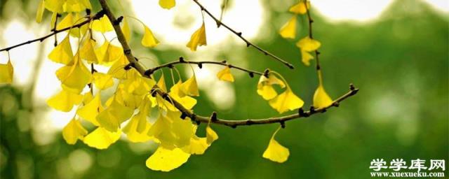 銀杏的花語，送人銀杏葉的寓意