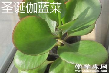 圣誕伽藍菜 圣誕伽藍菜