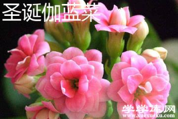 圣誕伽藍菜 圣誕伽藍菜