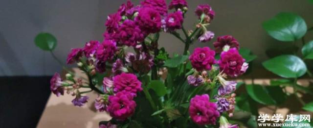 長壽花施肥方法，施肥過多的癥狀