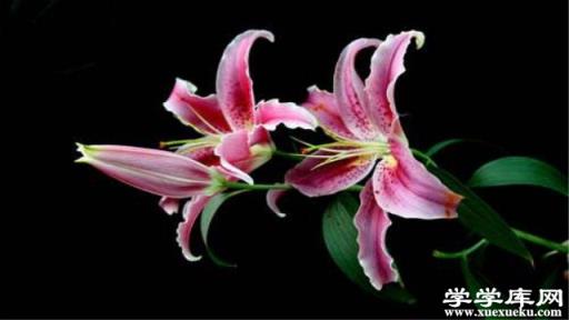 百合花的花期有多長