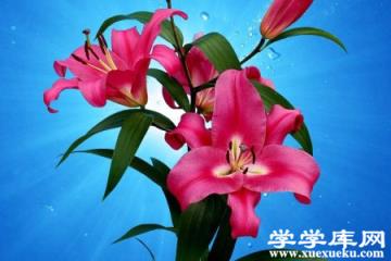 百合切花 百合切花