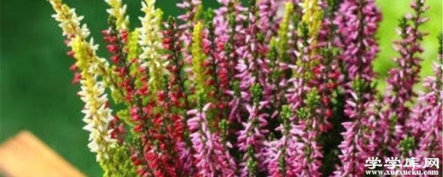 歐石楠幾天澆水