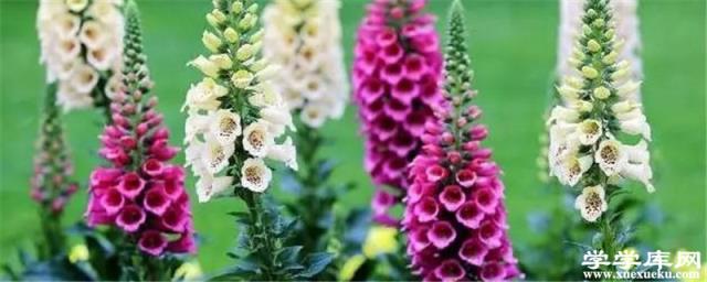 羽扇豆葉子發黃怎么辦處理方法 黃葉枯萎的原因