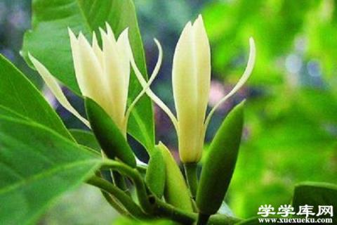 白蘭花的藥用價值