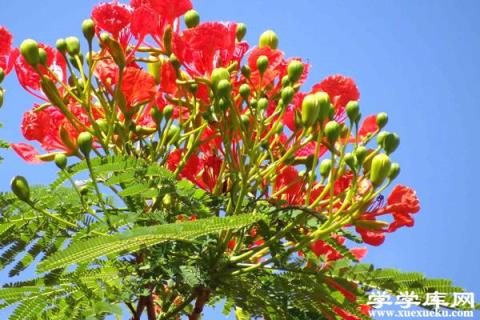 鳳凰木的功效與作用