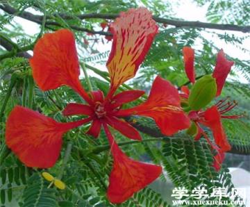 鳳凰木簡介