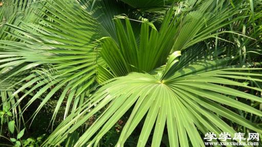 蒲葵適合在室內養嗎