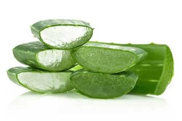 美麗的蘆薈 美麗的蘆薈