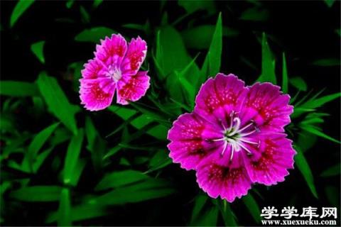 石竹怎么修剪？這樣剪正確又漂亮！