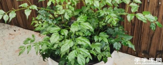 幸福樹的養殖方法和注意事項